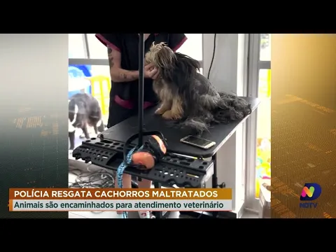 Polícia resgata cachorros maltratados, animais são encaminhados para atendimento veterinário