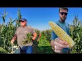 Harvesting Sweet Corn by Hand