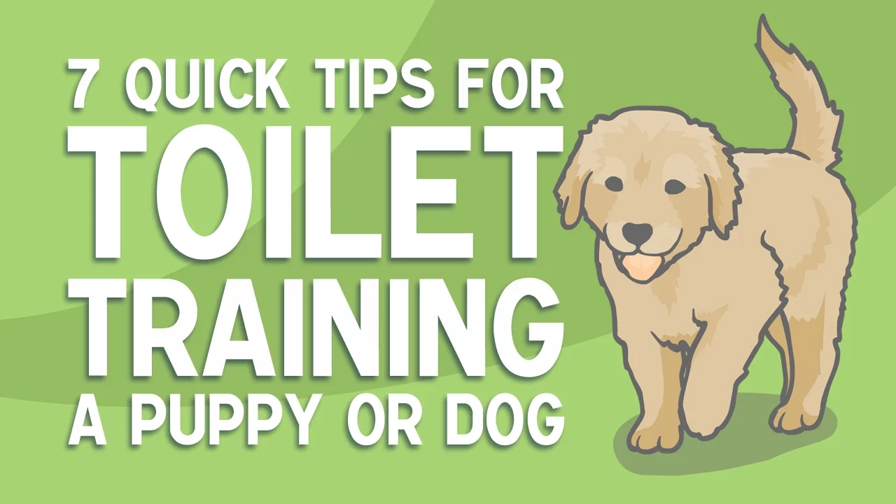 Potty Training A Puppy To Go Outside - Professional Dog Training Tips