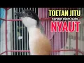 Lagu toet toet Suara cendet gacor Pagi Hari pancingan jitu BIKIN cendet diam langsung nyaut ikutan bunyi