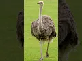 Download Lagu Kekuatan kaki burung unta #animals #binatang #hewan