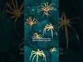 Download Lagu Spiders Also Live in Our Oceans