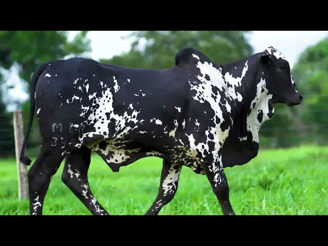 Garrote Nelore MLR - 349