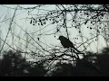 Download Lagu Most beautiful ATMOSPHERIC BLACK METAL 3