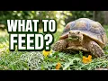 What Should Sulcata Tortoises Eat Daily Foods Treats Foods to Avoid