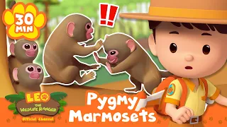MONKEY BATTLE ON THE TREE! | Leo the Wildlife Ranger | Learning Animal Cartoons