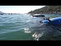 Download Lagu MERGULHO NA MARISQUEIRA - Caramujo Ensopado com Pirão de Feijão