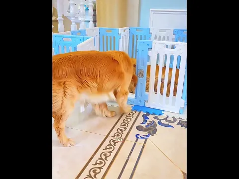 ¡Lo Di Todo Para Criar a Mis Ocho Cachorros!