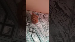 انا رايح فين انا راجع تاني يا حبيبي 