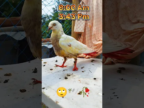 আমার খোপের পাঞ্জাবি কবুতরের বাচ্চা 😞🕊❤‍🔥 #shorts #pigeon #viralvideo #sad