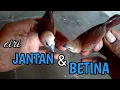 Download Lagu ciri perbedaan jantan dan betina burung emprit kaji