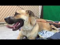 A5328458 Princess Shepherd Mix