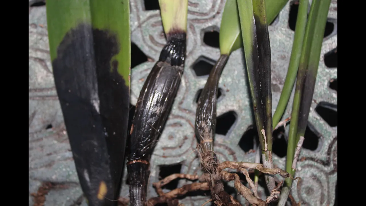 DEADLY ORCHID INFECTION & ROTTING HOW TO FIGHT & PREVENT