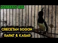Lagu sogok ontong gacor suara kasar dan rapat bagus untuk masteran
