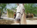 Yeguada La Cartuja, Hierro del Bocado - Jerez de la Frontera