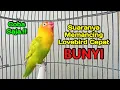Lagu Lovebird Ngekek Panjang FIGHTER KOEK KOEK Memancing EMOSI, Lovebird Manapun Langsung ikut BUNYI