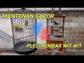 Lagu MASTERAN PLECI NEMBAK VARIASI | pleci nembak wit wit sambung mantenan | DUET PLECI VS MANTENAN