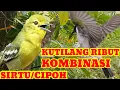 Download Lagu suara kutilang ribut kombinasi sirtu/cipoh pikat paling jitu 💯 jitu