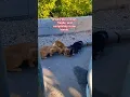 Download Lagu Kehidupan kucing itu pendek, rapuh, dan sepenuhnya ada di tangan kita.