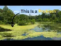 Eutrophication Explained
