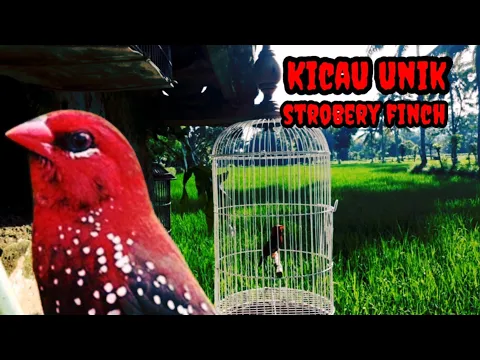 Gaya Berkicau Unik Strawberry Finch Full Isian Kenari