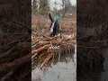 I Built A Dam For Homeless Beavers