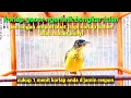 Download Lagu kolibri kelapa ijoan ngeriwik bongkar isian ampuh buat trapi korlap bahan atau malas bunyi