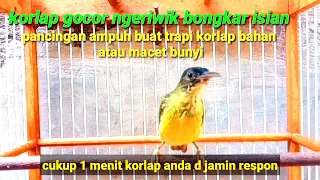 kolibri kelapa ijoan ngeriwik bongkar isian ampuh buat trapi korlap bahan atau malas bunyi