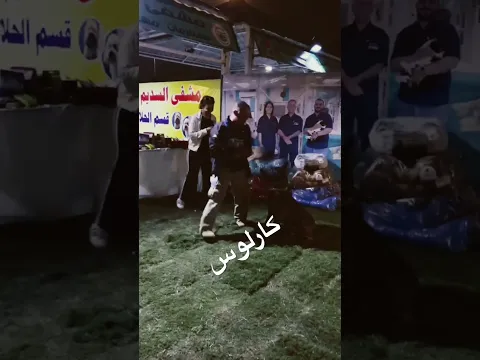 خالد k-9 تدريب كارلوس#مالينوا #دورات_تدريبية #تدريب #الكلاب #وزارة_الداخليه #العراقيه #k9 #