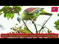 Download Lagu SUARA PIKAT AMPUH BURUNG WALIK || Walik gunung/Burung punai/Punai Lengguak/Treron curvirostra