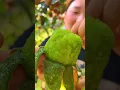 Download Lagu Juiciest Kiwi you ever see #shorts