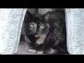 Wild Eyed Calico Kitty Cat Momma Ragamuffin Russian Blue