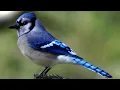 Blue jay bird call / song / sounds