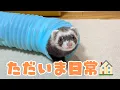 Download Lagu 避難生活から帰宅！待ち侘びたフェレット達と久々のおうち時間🏡【ferret#1907】