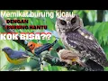 Download Lagu PIKAT BURUNG KICAU, PAKAI BURUNG HANTU?? - OWL FOR SINGING BIRD??