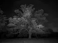 Pink Moon - Nick Drake