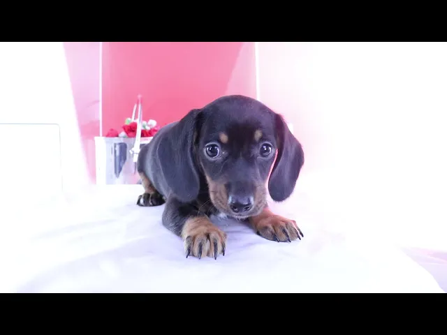 動画