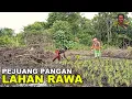 MENGUNDUH PANGAN DARI LAHAN RAWA KALIMANTAN; PERJUANGAN KELUARGA RANTAU MENGGARAP LAHAN TRANSMIGRASI
