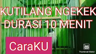 Download KUTILANG NGEKEK PANJANG BERDURASI 10 MENIT MP3