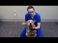 How to Give Eye Ointment to Large Dogs IndyVet Animal Hospital