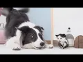 Download Lagu My Dog Reacts to a Tiny Rescued Kitten Taking His First Steps