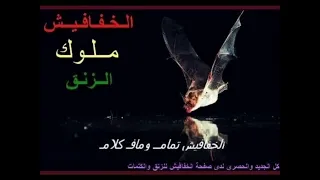 نانسي ارساليه   طاسو   في ريدي ما بتقدري   زنق سوداني دندنها