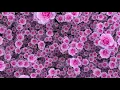 Animated Rose Flowers Royalty Free