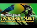 Download Lagu TEMBAK MAUT‼️TEMBAKAN JAHAT KOMBINASI ROLL SPEED.#masteranburung