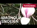 Download Lagu Magnolia snoeien: hoe doe je dat? | Tuinmanieren