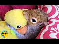 Baby Squirrel Can t Sleep Without His Plush Duck