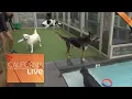 Bone Adventure in the OC is Like Spring Break for Dogs California Live NBCLA