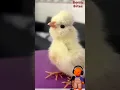 Download Lagu 😱🐤🚗 Little Chick Falls Out of a Car — He Saw It Just in Time! #ChickStory #Rescue #Animals #animals
