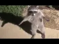 Standing Raccoon Meme