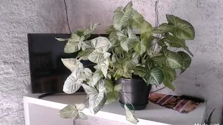 #singonio, ótima opção para dentro de casa, #folhagem de fácil cultivo.